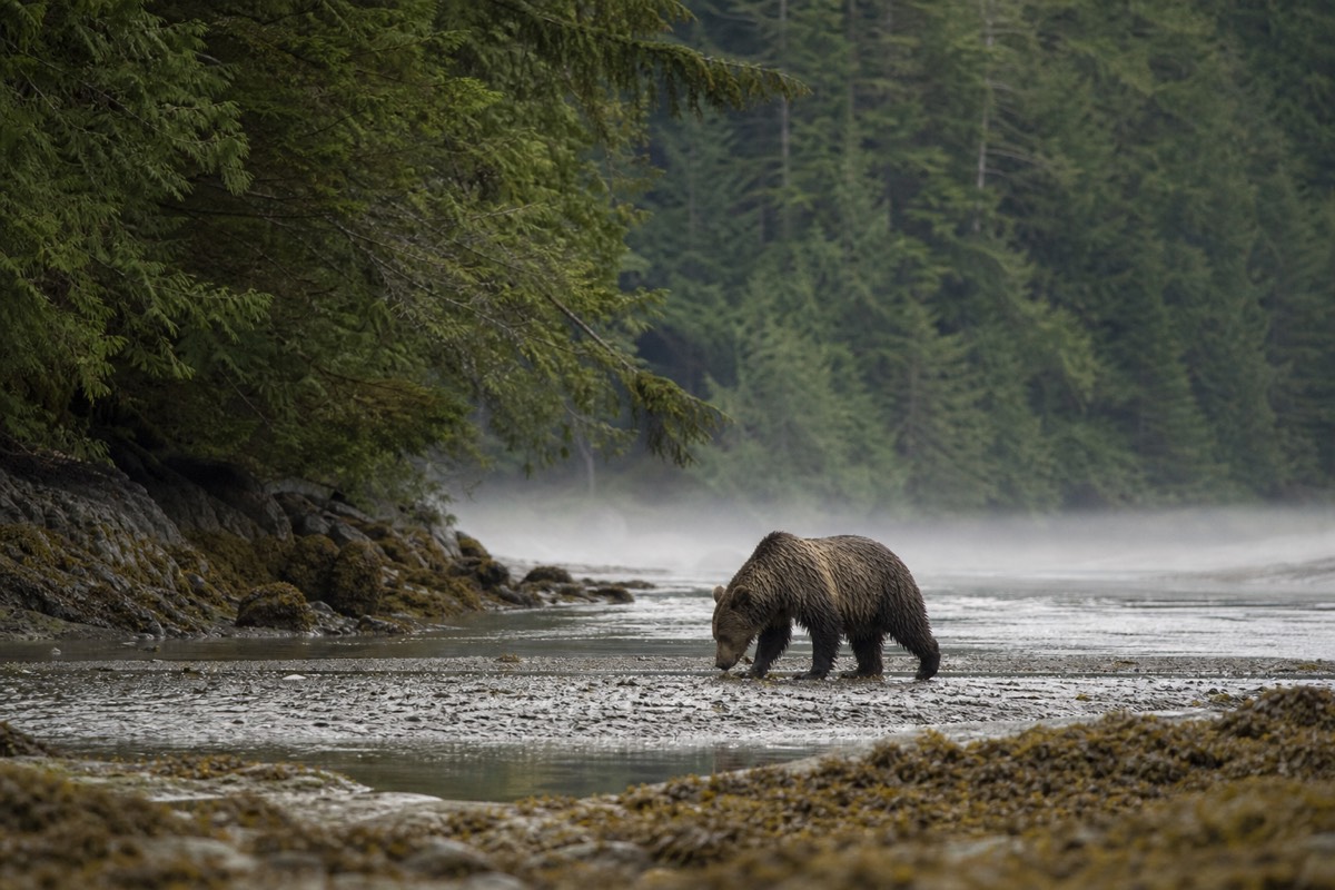 A grizzly bear in remote coastal British Columbia, far from Tofino
