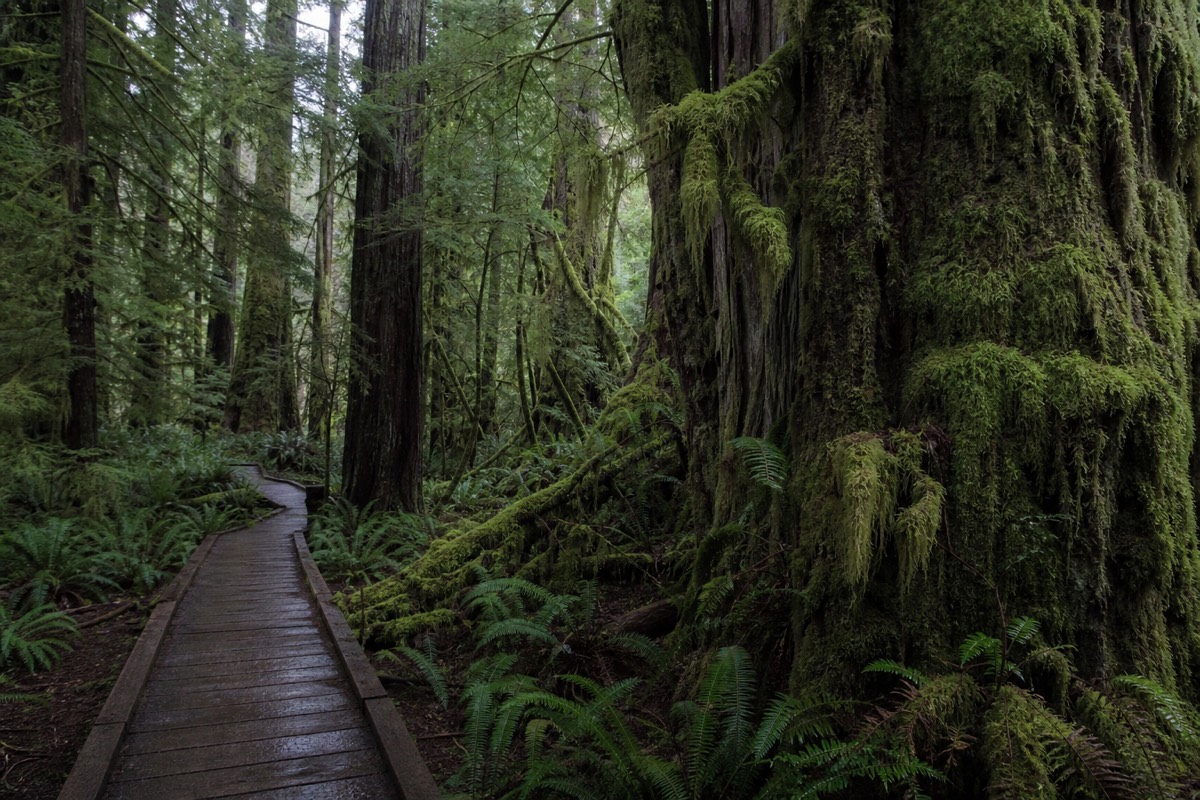 Old-growth cedar forest along a Vancouver Island trail