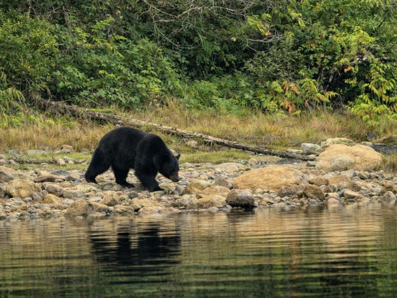 Tofino Black Bear Watching Boat Adventure with Expert Guide