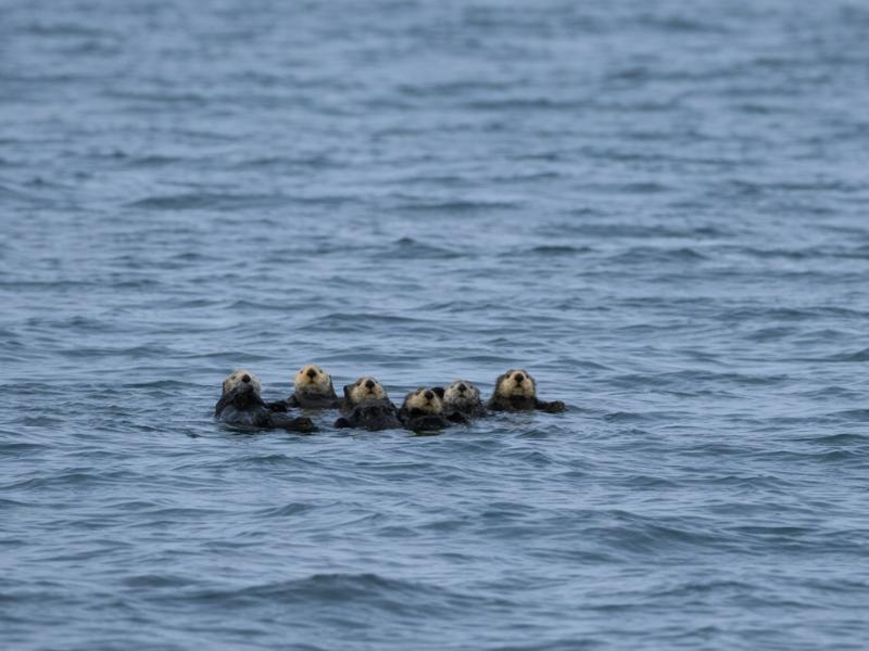 Tofino Covered Winter Wildlife Cruise – Whales, Eagles & More
