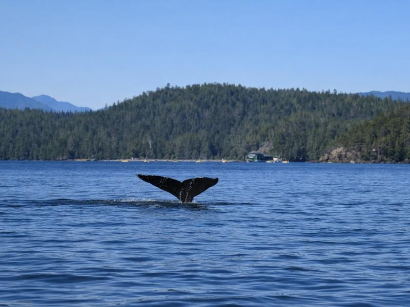 Tofino Guided Whale Watching Tour – Nature & Marine Life Insights