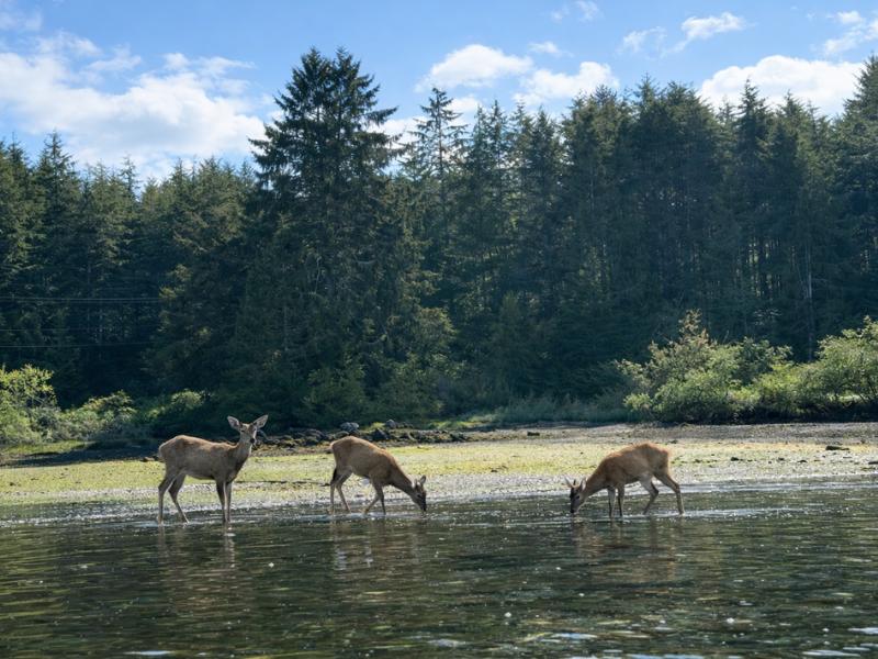 Ucluelet Harbour Tour – Wildlife & Coastal Views
