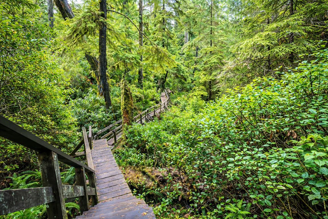 Rainforest Trail in Tofino featuring wooden stairs and vibrant forest scenery captured during Tofino Tour Packages tour